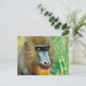 Carte Postale Mandrill 002 (Debout devant)