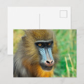 Carte Postale Mandrill 002 (Devant / Derrière)