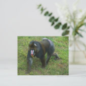 Carte postale Mandrill #5 (Debout devant)
