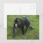 Carte postale Mandrill #5 (Devant / Derrière)