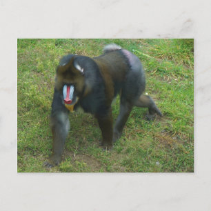 Carte postale Mandrill #5
