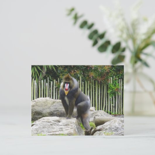 Carte postale Mandrill #8 (Debout devant)