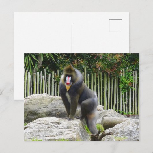 Carte postale Mandrill #8 (Devant / Derrière)