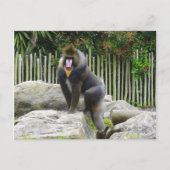 Carte postale Mandrill #8 (Devant)