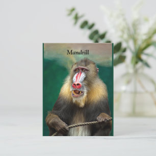 Carte Postale Mandrill, Ape africaine
