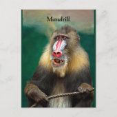 Carte Postale Mandrill, Ape africaine (Devant)