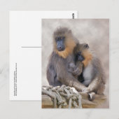 Carte Postale Mandrill et Young Postcard (Devant / Derrière)