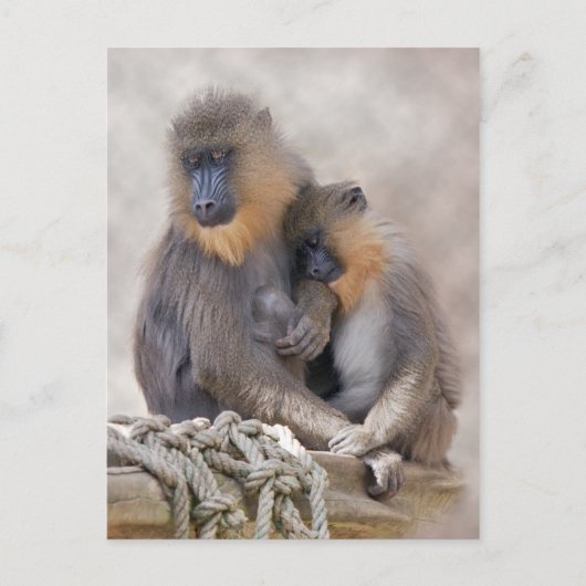 Carte Postale Mandrill et Young Postcard (Devant)