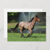 Carte Postale Mangalarga Courir devant la Fontaine (Devant / Derrière)