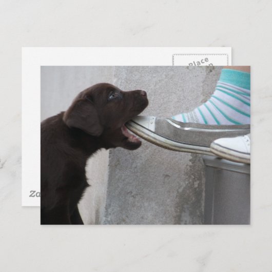 Carte Postale Mange Ma Chaussure ! Labrador Puppy (Devant / Derrière)