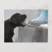 Carte Postale Mange Ma Chaussure ! Labrador Puppy (Devant)