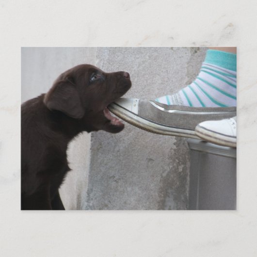 Carte Postale Mange Ma Chaussure ! Labrador Puppy (Devant)