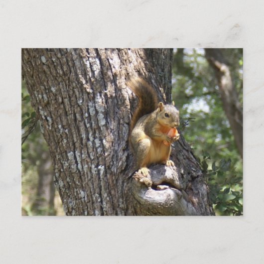 Carte Postale Mange tes carottes (Devant)