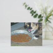Carte Postale Manger au chaton (Debout devant)