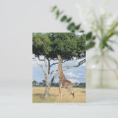 Carte Postale Manger de girafe (Debout devant)