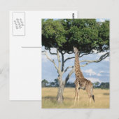 Carte Postale Manger de girafe (Devant / Derrière)