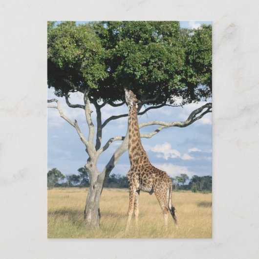 Carte Postale Manger de girafe (Devant)