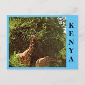 Carte Postale Manger des girafes (Devant)