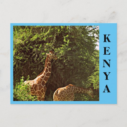 Carte Postale Manger des girafes (Devant)