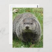 Carte Postale Manger des marmottes (Devant / Derrière)