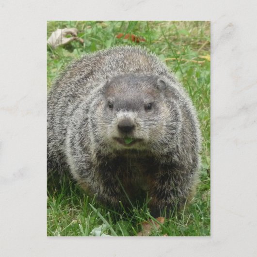 Carte Postale Manger des marmottes (Devant)