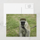 Carte Postale Manger des singes vervet, Afrique (Devant / Derrière)