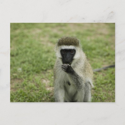 Carte Postale Manger des singes vervet, Afrique (Devant)