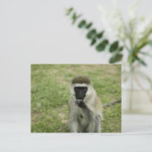 Carte Postale Manger des singes vervet, Afrique (Debout devant)