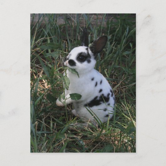 Carte Postale Manger des Verts (Devant)