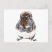 Carte Postale Manger l'écureuil (Devant)