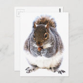 Carte Postale Manger l'écureuil (Devant / Derrière)