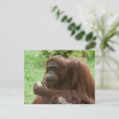 Carte Postale Manger Orangutan (Debout devant)