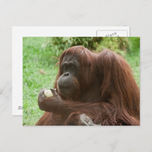 Carte Postale Manger Orangutan (Devant / Derrière)