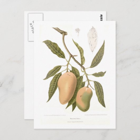 Carte Postale Mango (Devant / Derrière)