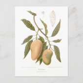 Carte Postale Mango (Devant)