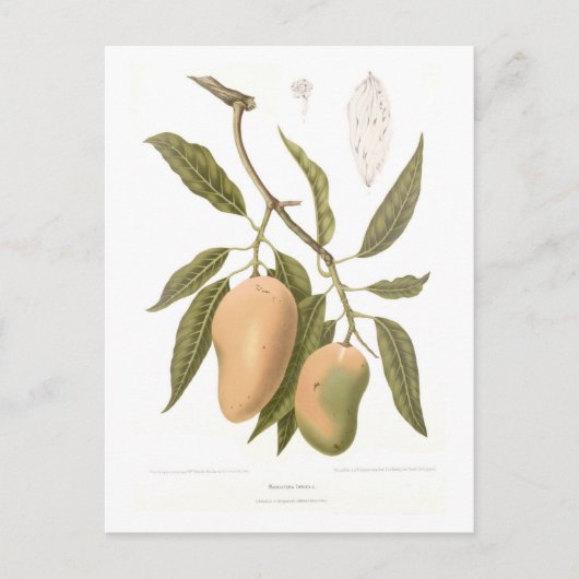 Carte Postale Mango (Devant)