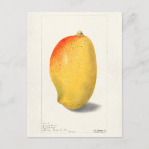 Carte Postale Mango (Mangifera Indica) Peinture d'aquarelle aux