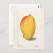 Carte Postale Mango (Mangifera Indica) Peinture d'aquarelle aux  (Devant / Derrière)