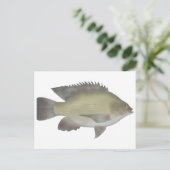 Carte Postale Mango Tilapia (Debout devant)