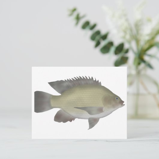 Carte Postale Mango Tilapia (Debout devant)