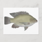Carte Postale Mango Tilapia (Devant)