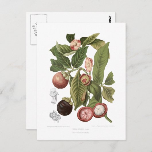 Carte Postale Mangosteen violet (Devant / Derrière)