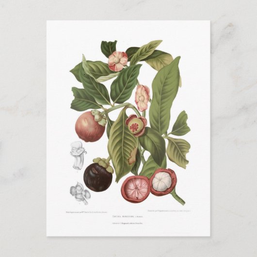 Carte Postale Mangosteen violet (Devant)