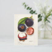 Carte Postale Mangosteens (Garcinia Mangostana) Peinture aux fru (Debout devant)