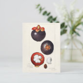 Carte Postale Mangosteens (Garcinia Mangostana) Peinture aux fru (Debout devant)