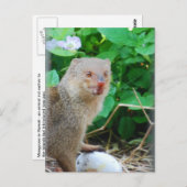 Carte Postale mangouste à Hawaï (Devant / Derrière)