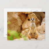 Carte Postale Mangouste se tenant grande (Devant / Derrière)