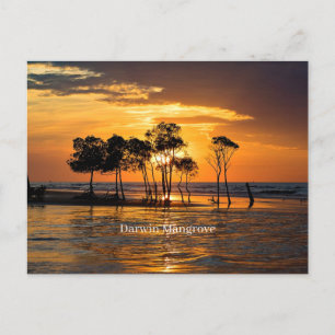 Carte Postale Mangrove de Darwin