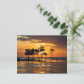 Carte Postale Mangrove de Darwin (Debout devant)