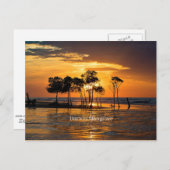 Carte Postale Mangrove de Darwin, Australie (Devant / Derrière)